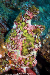 Frogfish Mauritius ,on a shipwreck Jean-Yves Bignoux ,Can... by Jean-Yves Bignoux 